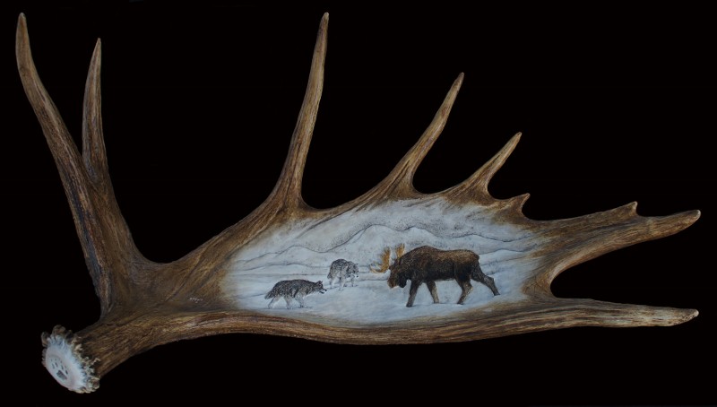 Moose and wolves antler