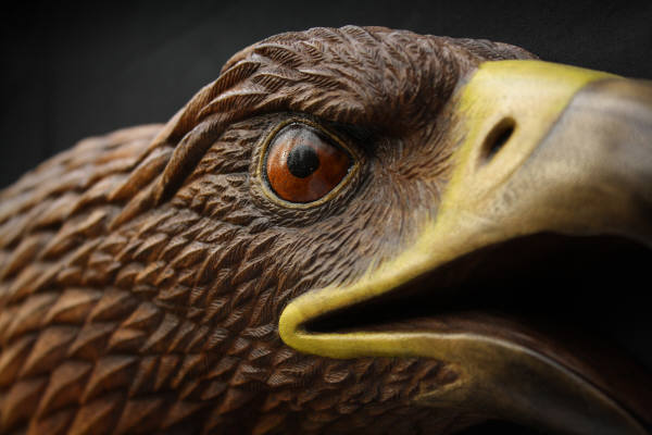 Walnut Eagle