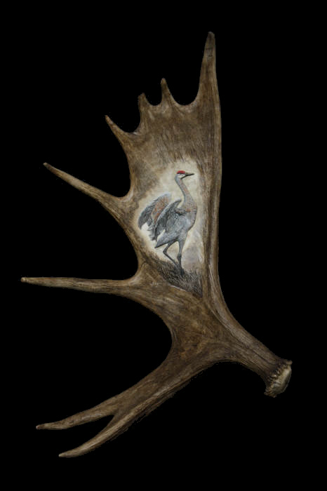 Moose Antler Carving