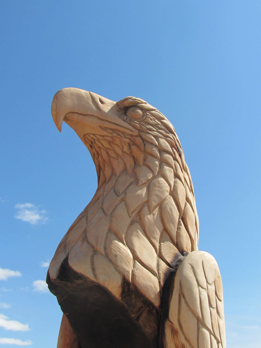 Spruce Eagle