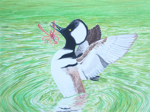 Hooded Merganser