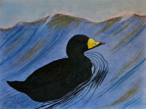 Black Scoter