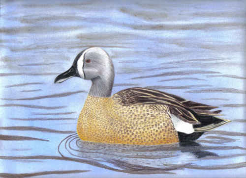 Blue-winged Teal