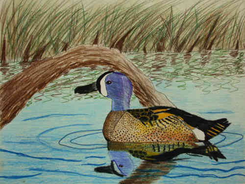 Blue-winged Teal