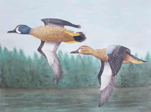 Blue-winged Teals