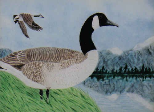 Canada Geese