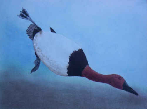 Canvasback