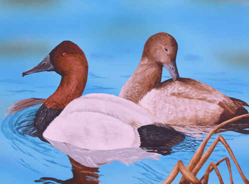 Canvasbacks