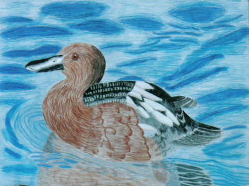 Cinnamon Teal