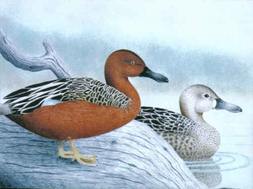 Cinnamon Teal