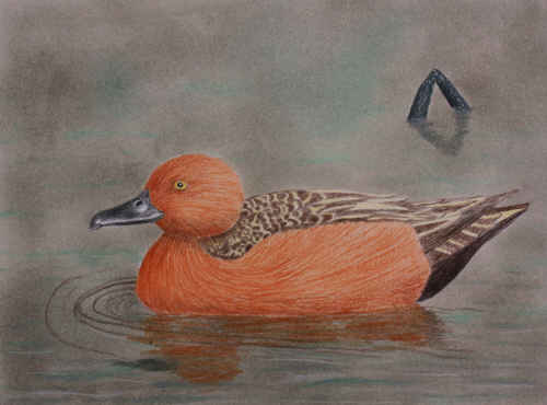 Cinnamon Teal