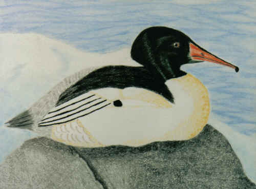 Common Merganser