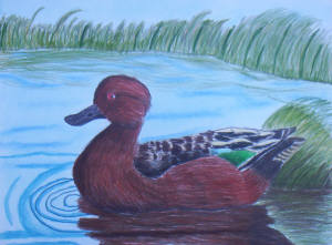 Cinnamon Teal