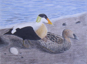 Common Eiders