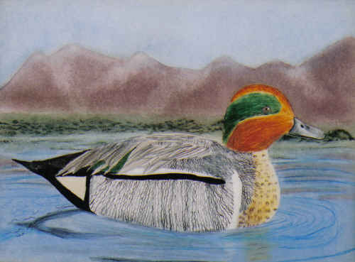 Green-winged Teal