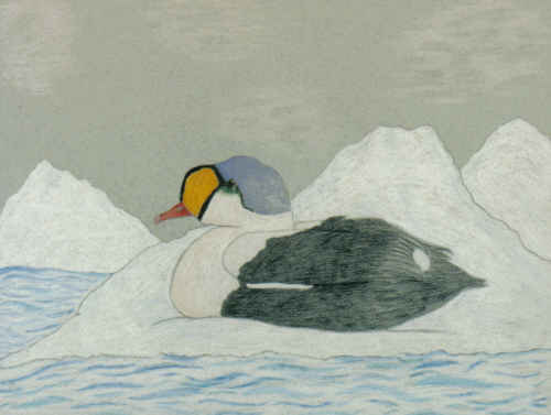 King Eider