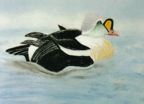 King Eider