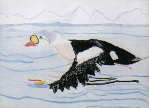 King Eider