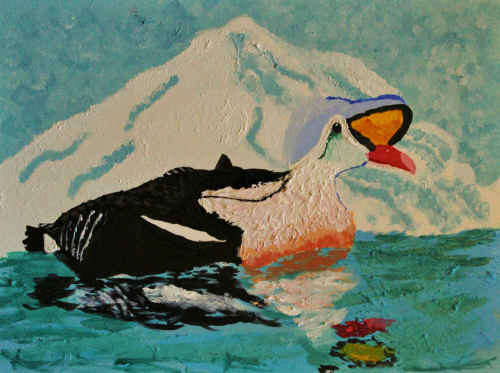 King Eider