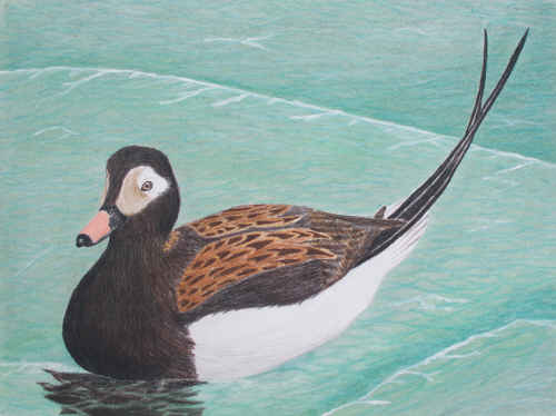 Long-tailed Duck