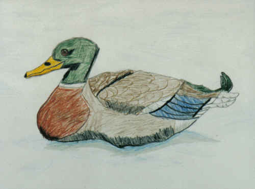 Mallard