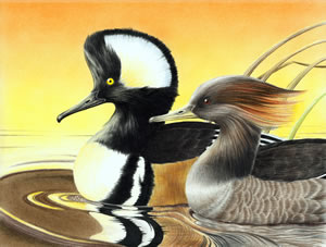 Hooded Mergansers