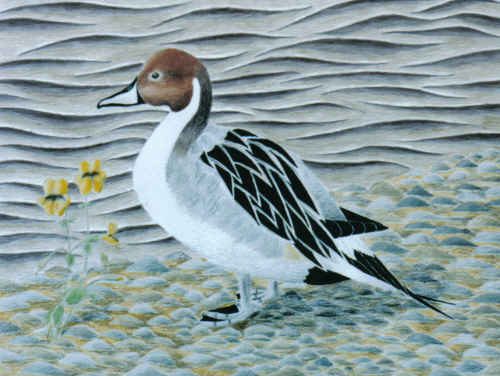 Northern Pintail