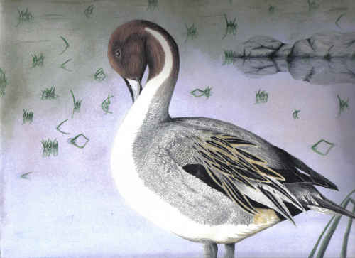 Pintail