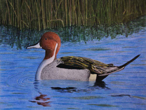 Pintail