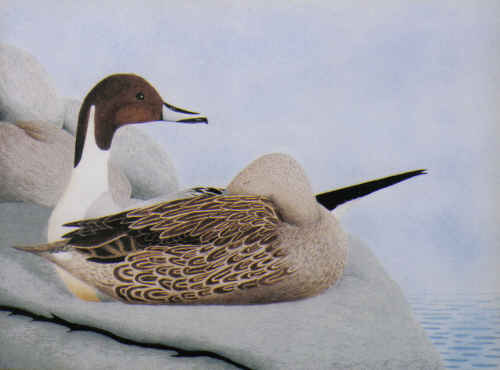 Northern Pintails