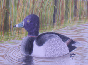 Ring-necked duck