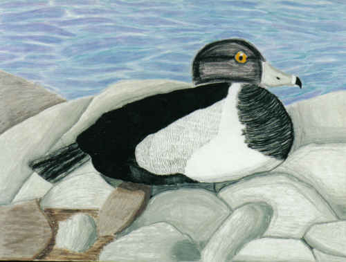 Ring-necked Duck