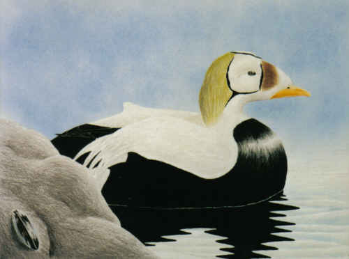 Spectacled Eider