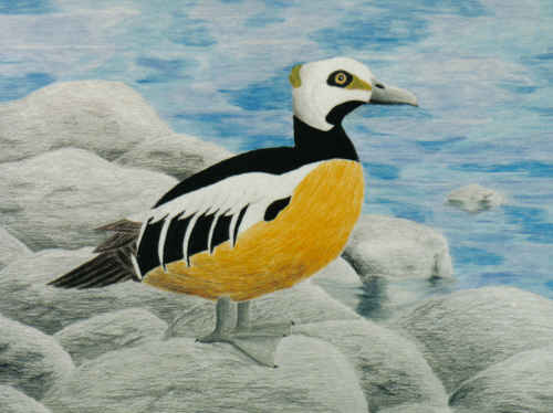 these are similar to northern eider ducks of EIDERDOWN FAME