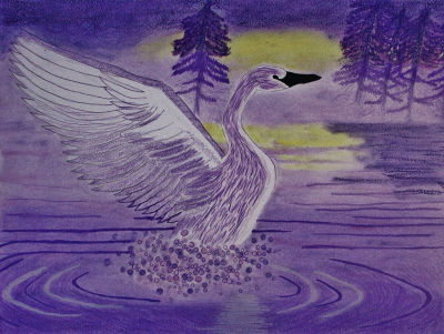 Trumpeter Swan