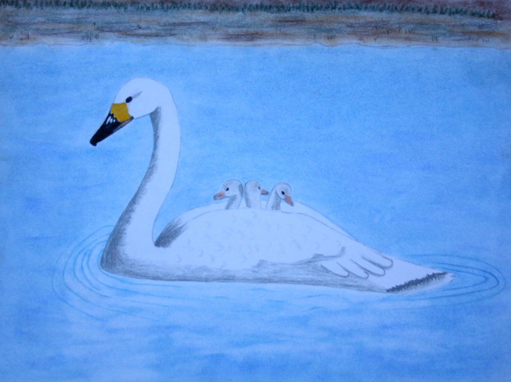 Tundra Swans