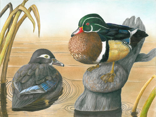 Wood Ducks